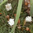 Armeria maritima Cotton Tail